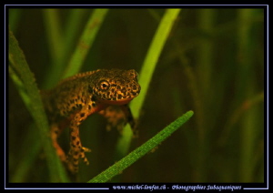Face to face with this beautiful little Alpine newt....  ... by Michel Lonfat 